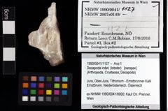 Foto (Objket + Etiketten) von Decapoda indet. (lobster) 